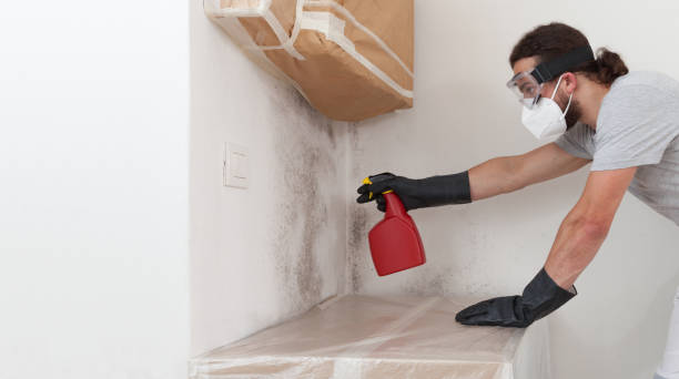 Professional Mold Remediation technician working in Allston, MA